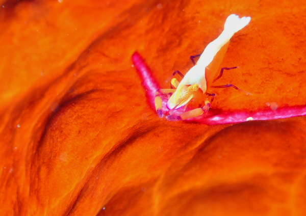 ウミウシカクレエビ