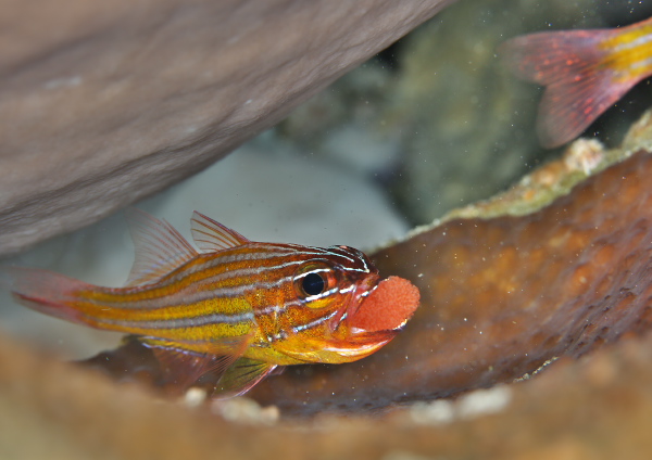 キンセンイシモチ