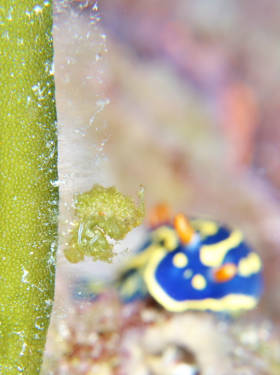 フィコカリスシムランス