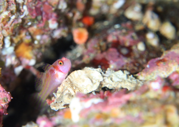 カタボシニシキベニハゼ