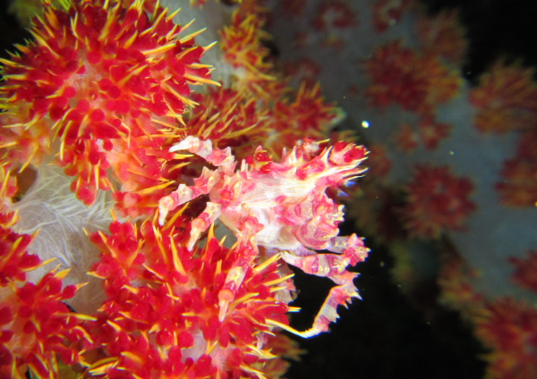 イソコンペイトウガニ