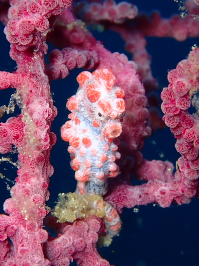 ピグミーシーホース