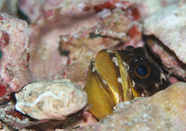 ジョーフィッシュ