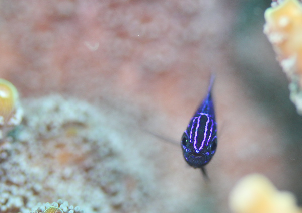 ナガサキスズメダイ