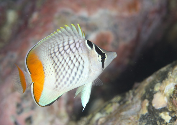 アミメチョウチョウウオ