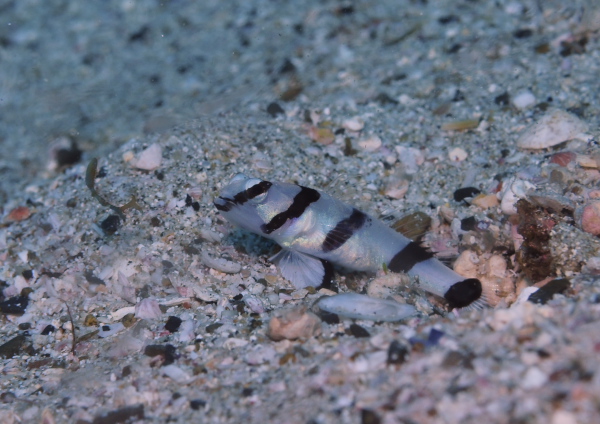 キツネメネジリンボウ