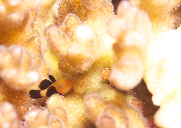 パンダダルマハゼ