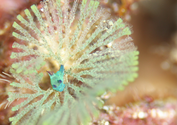 ミドリリュウグウウミウシ