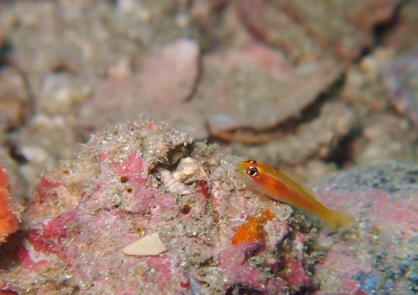 ヒメニラミベニハゼ