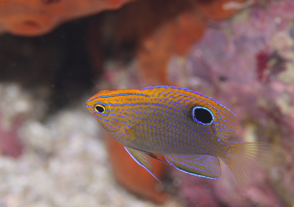 クロメガネスズメダイ