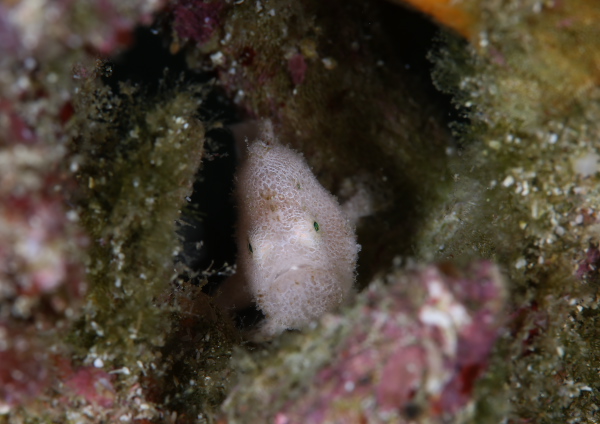 エナガカエルアンコウ