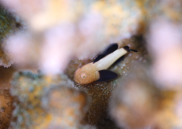 パンダダルマハゼ