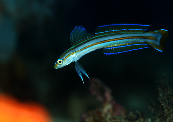 スジクロユリハゼ