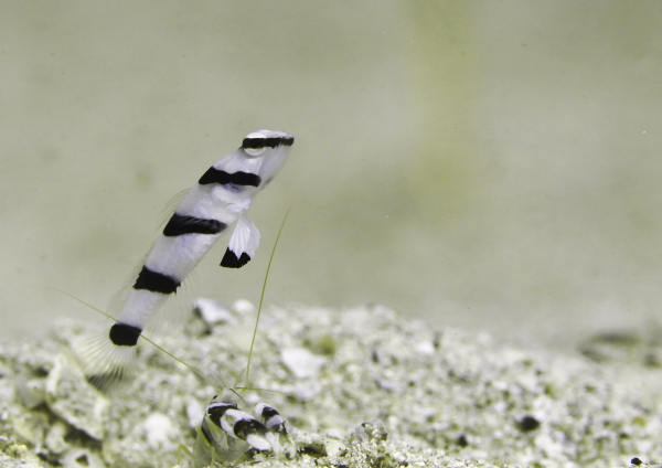 キツネメネジリンボウ