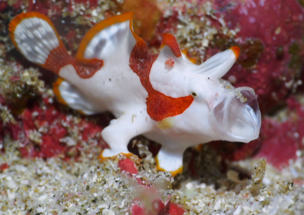 クマドリカエルアンコウ