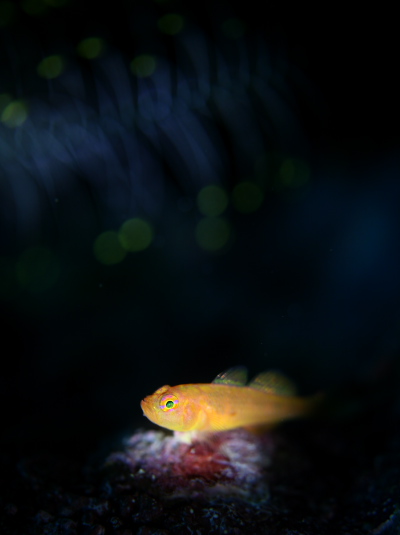 ナガシメベニハゼ