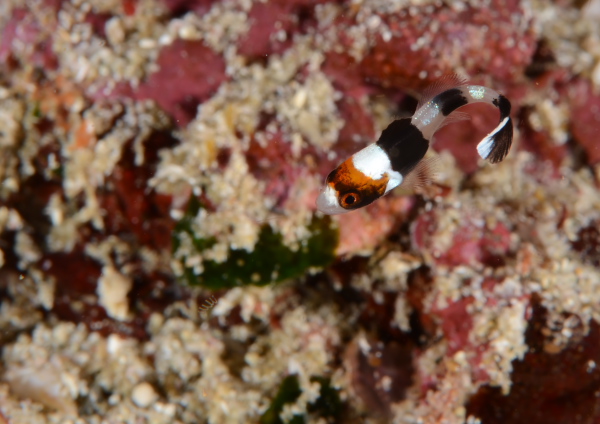 ムスジコショウダイ