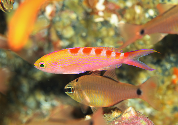 アサヒハナゴイ