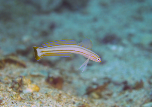 スジクロユリハゼ