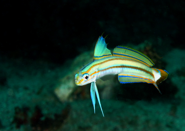 スジクロユリハゼ