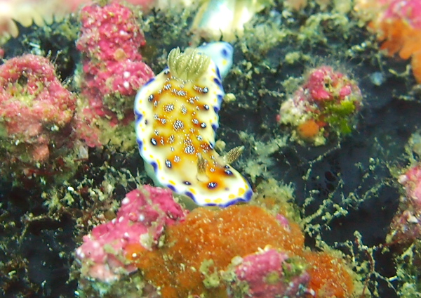 アカネコモンウミウシ