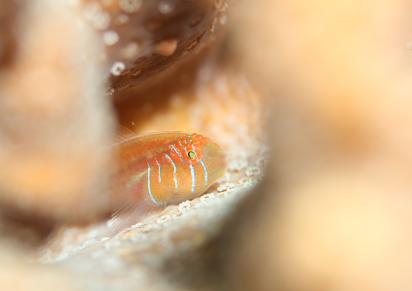 フタイロサンゴハゼ