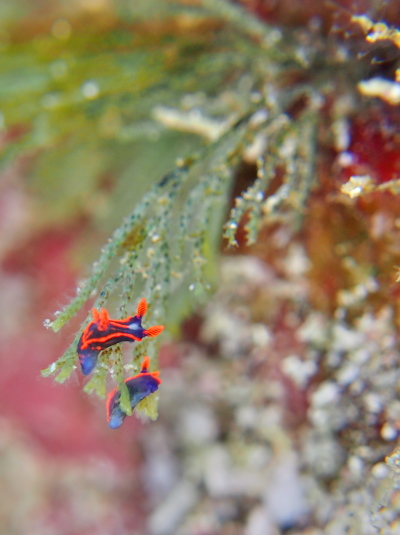 クロスジリュウグウウミウシSP