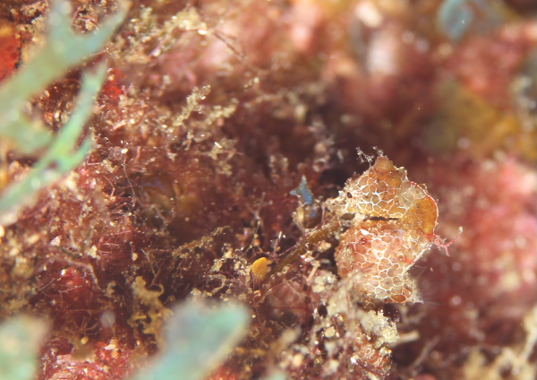 ジャパニーズピグミーシーホース