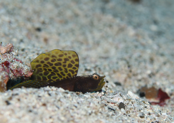 ホタテツノハゼ