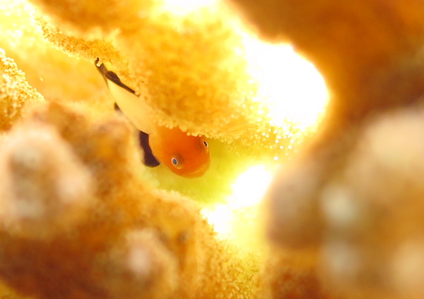 パンダダルマハゼ