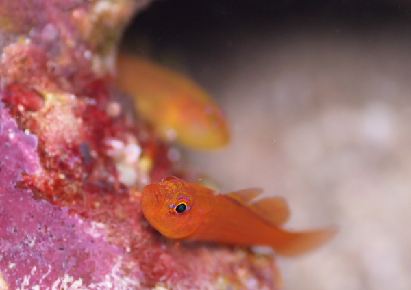 ナガシメベニハゼ