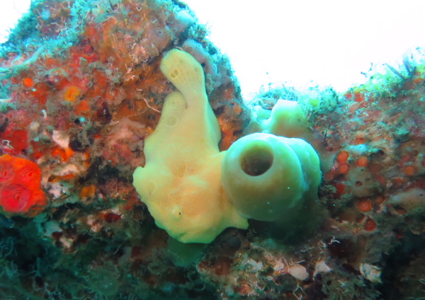 オオモンカエルアンコウ