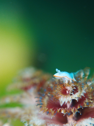 ボンボリイロウミウシ