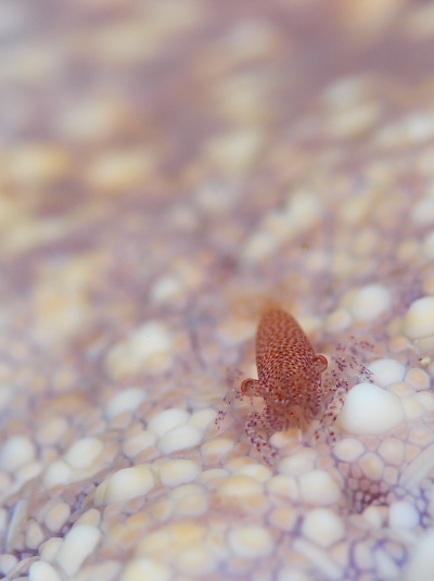 ヒトデヤドリエビSP