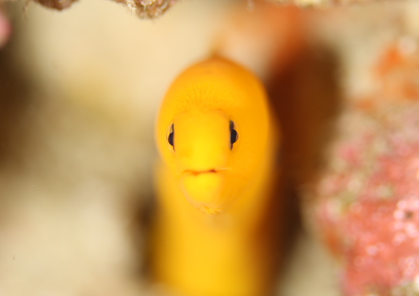 ゴールデンイールモレイ