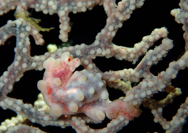 ピグミーシーホース