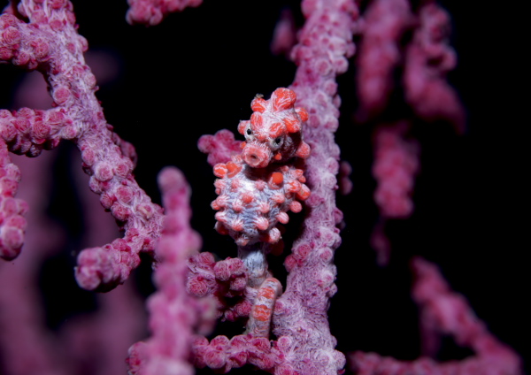 ピグミーシーホース