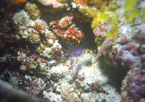 バイオレットボクサーシュリンプ