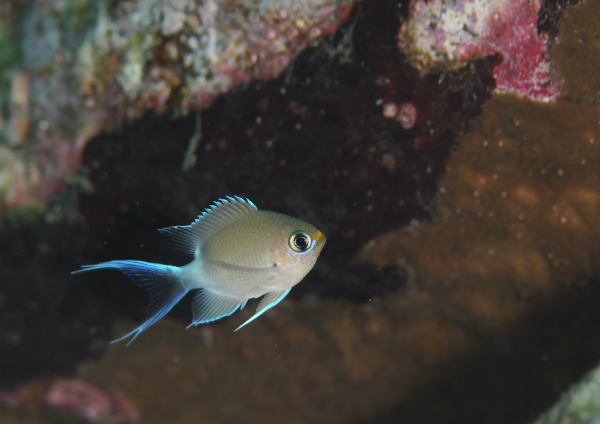 マルスズメダイ