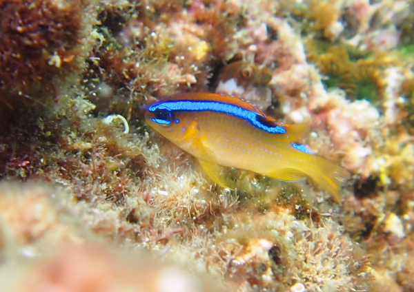 ミヤコキセンスズメダイ