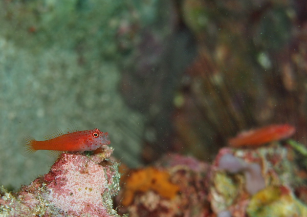 シリウスベニハゼ