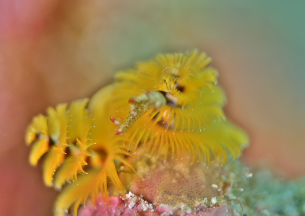 コノハミドリガイ