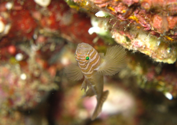 フトスジイレズミハゼ
