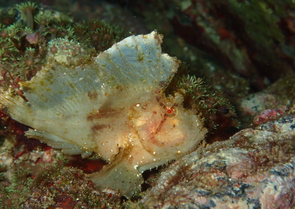 ハダカハオコゼ