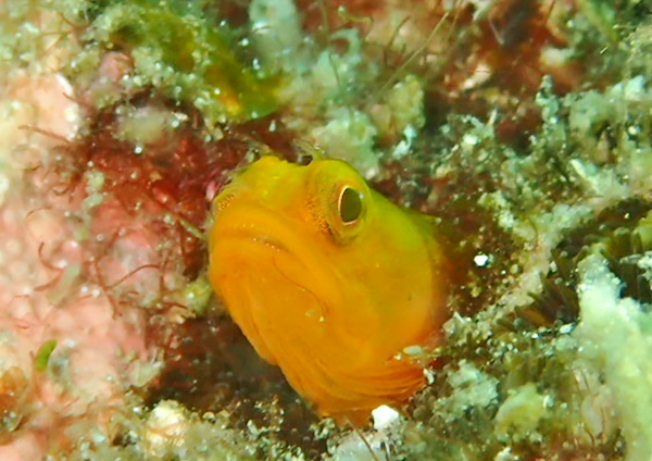 ハダカコケギンポ