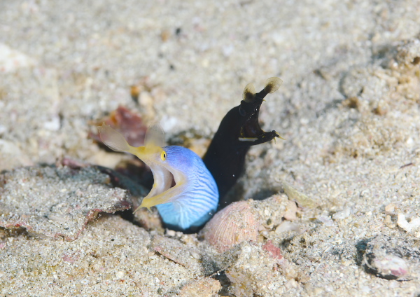 ハナヒゲウツボ