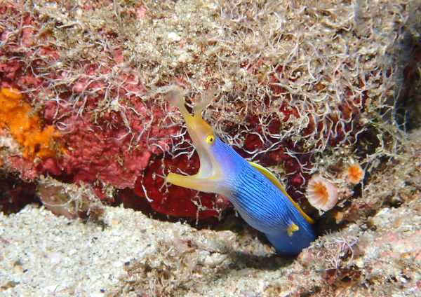 ハナヒゲウツボ