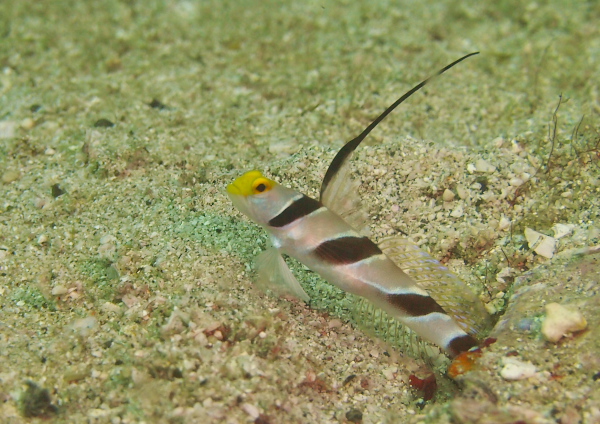 ヒレナガネジリンボウ