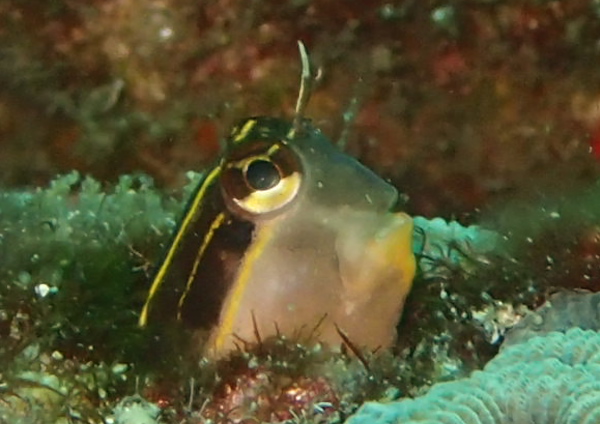 ヒトスジギンポ