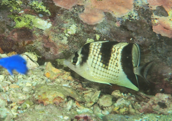 カガミチョウチョウウオ